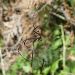 Nephila plumipes at Undefined, NSW - 26 Mar 2019