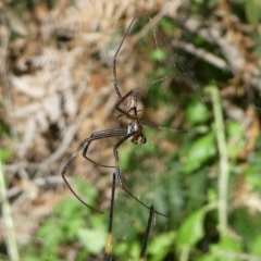 Trichonephila plumipes at Undefined, NSW - 26 Mar 2019 09:59 AM