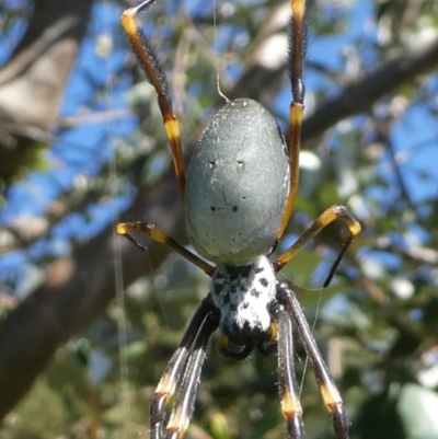 Nephila plumipes (Humped golden orb-weaver) at Barunguba (Montague) Island - 26 Mar 2019 by HarveyPerkins