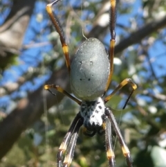 Nephila plumipes (Humped golden orb-weaver) at Undefined, NSW - 26 Mar 2019 by HarveyPerkins