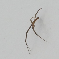 Asianopis sp. (genus) (Net-casting spider) at Barunguba (Montague) Island - 19 Mar 2019 by HarveyPerkins