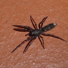 Lampona cylindrata (White-tailed Spider) at Barunguba (Montague) Island - 26 Mar 2019 by HarveyPerkins