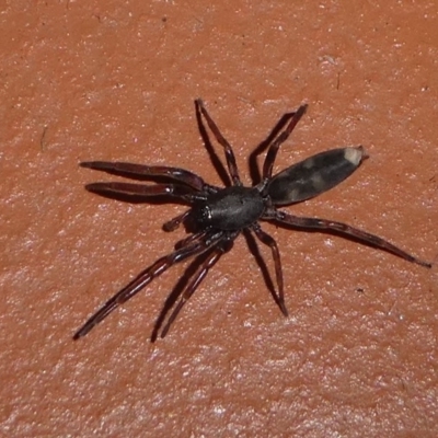 Lampona cylindrata (White-tailed Spider) at Barunguba (Montague) Island - 26 Mar 2019 by HarveyPerkins