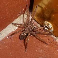 Miturga sp. (genus) (Unidentified False wolf spider) at Barunguba (Montague) Island - 24 Mar 2019 by HarveyPerkins