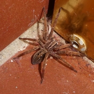 Miturga sp. (genus) at Undefined, NSW - 24 Mar 2019 08:34 PM