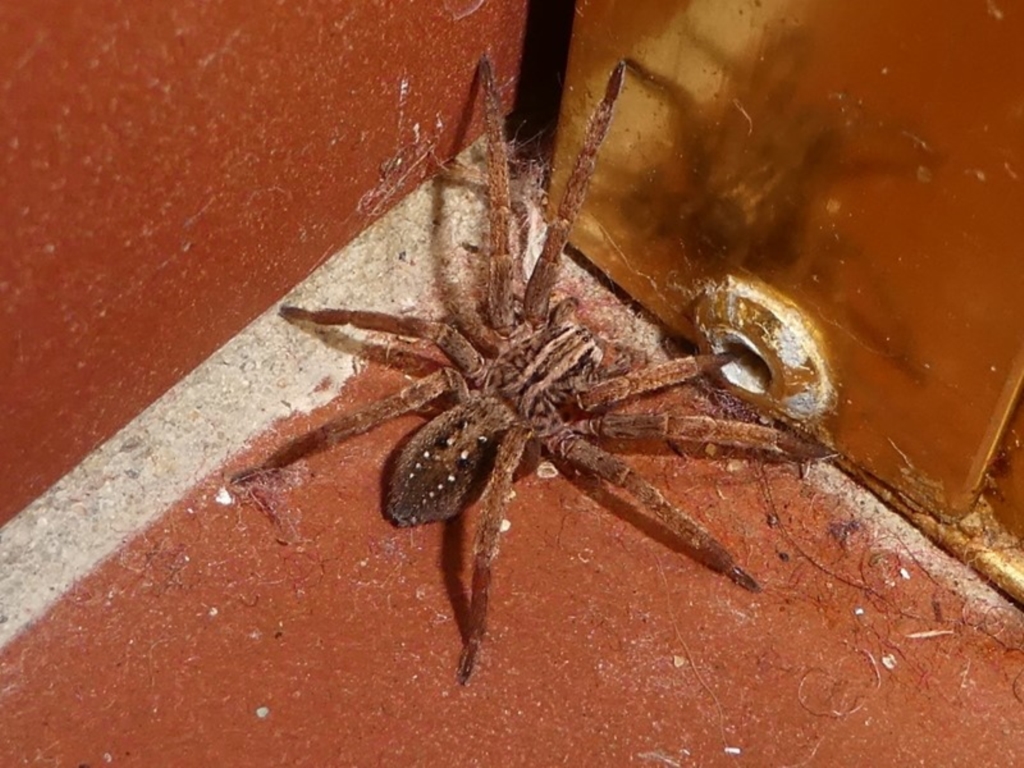 Miturga sp. (genus) at Undefined, NSW - 24 Mar 2019