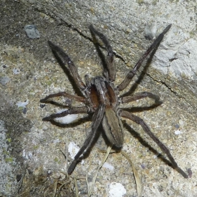 Miturga sp. (genus) (Unidentified False wolf spider) at Barunguba (Montague) Island - 25 Mar 2019 by HarveyPerkins