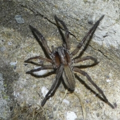 Miturga sp. (genus) (Prowling Spider) at Barunguba (Montague) Island - 25 Mar 2019 by HarveyPerkins