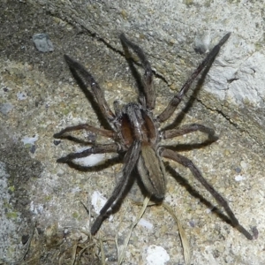 Miturga sp. (genus) at Undefined, NSW - 25 Mar 2019