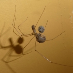 Pholcidae (family) (Daddy Long-legs Spiders) at Undefined, NSW - 20 Mar 2019 by HarveyPerkins