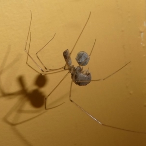 Pholcidae (family) at Undefined, NSW - 21 Mar 2019