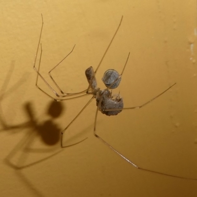 Pholcidae (family) (Daddy Long-legs Spiders) at Barunguba (Montague) Island - 20 Mar 2019 by HarveyPerkins