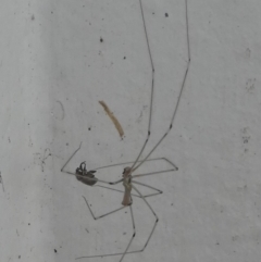 Pholcidae (family) (Daddy Long-legs Spiders) at Barunguba (Montague) Island - 24 Mar 2019 by HarveyPerkins