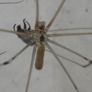 Pholcidae (family) at Undefined, NSW - 24 Mar 2019 11:17 AM