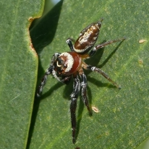 Opisthoncus nigrofemoratus at Undefined, NSW - 23 Mar 2019