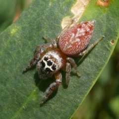 Opisthoncus nigrofemoratus (Black-thighed jumper) at Barunguba (Montague) Island - 22 Mar 2019 by HarveyPerkins