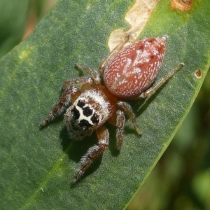 Opisthoncus nigrofemoratus at Undefined, NSW - 23 Mar 2019