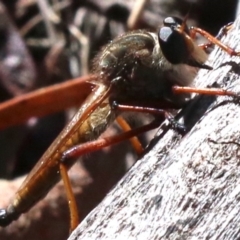 Colepia rufiventris (Robber fly) at Majura, ACT - 14 Feb 2019 by jb2602