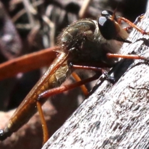 Colepia rufiventris at Majura, ACT - 14 Feb 2019 09:43 AM