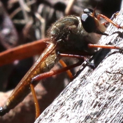 Colepia rufiventris (Robber fly) at Mount Ainslie - 13 Feb 2019 by jb2602