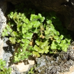 Pleurosorus rutifolius (Blanket Fern) at Paddys River, ACT - 9 Apr 2019 by Mike