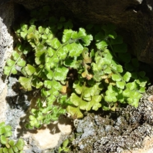 Asplenium subglandulosum at Paddys River, ACT - 9 Apr 2019 03:41 PM