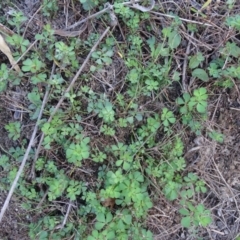 Lotus sp. (Trefoil) at Bullen Range - 9 Apr 2019 by Mike