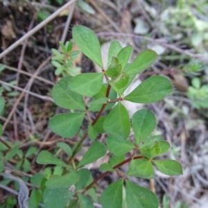 Lotus sp. at Paddys River, ACT - 9 Apr 2019 03:51 PM