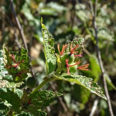 Adriana tomentosa var. tomentosa (Eastern Bitterbush) at Bullen Range - 9 Apr 2019 by Mike