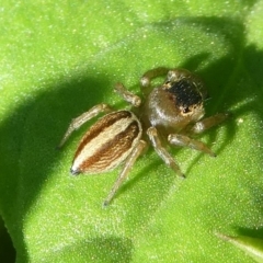 Maratus scutulatus (A jumping spider) at Undefined, NSW - 26 Mar 2019 by HarveyPerkins