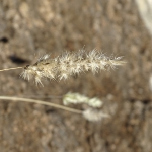 Enneapogon nigricans at Paddys River, ACT - 9 Apr 2019