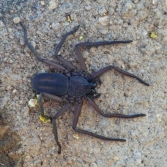Morebilus plagusius (Major Flatrock Spider) at Undefined, NSW - 19 Mar 2019 by HarveyPerkins