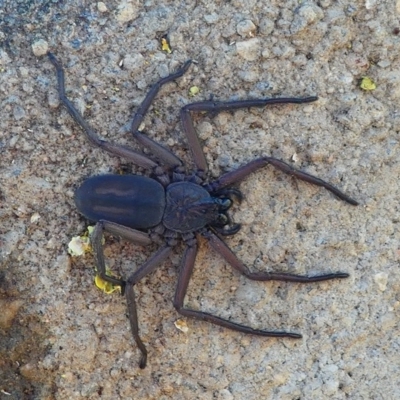 Morebilus plagusius (Major Flatrock Spider) at Barunguba (Montague) Island - 19 Mar 2019 by HarveyPerkins