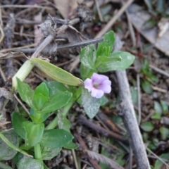 Gratiola peruviana (Australian Brooklime) at Paddys River, ACT - 9 Apr 2019 by Mike