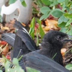 Corcorax melanorhamphos (White-winged Chough) at Hughes, ACT - 8 Apr 2019 by JackyF