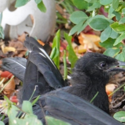 Corcorax melanorhamphos (White-winged Chough) at Hughes, ACT - 8 Apr 2019 by JackyF