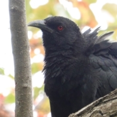 Corcorax melanorhamphos at Hughes, ACT - 8 Apr 2019 02:45 PM