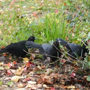 Corcorax melanorhamphos at Hughes, ACT - 8 Apr 2019 02:45 PM