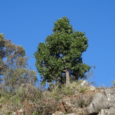 Brachychiton populneus subsp. populneus (Kurrajong) at Bullen Range - 9 Apr 2019 by Mike