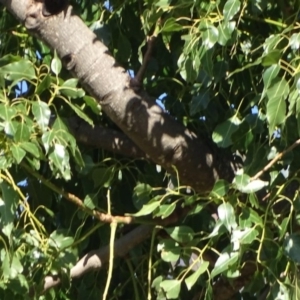 Brachychiton populneus subsp. populneus at Paddys River, ACT - 9 Apr 2019