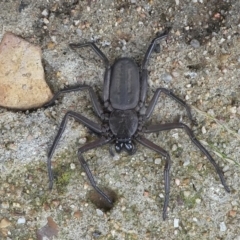 Morebilus plagusius (Major Flatrock Spider) at Barunguba (Montague) Island - 24 Mar 2019 by HarveyPerkins
