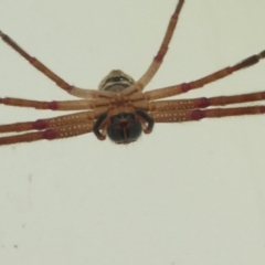 Neosparassus sp. (genus) at Undefined, NSW - 21 Mar 2019