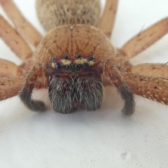 Neosparassus sp. (genus) at Undefined, NSW - 21 Mar 2019 10:35 AM