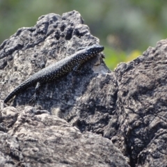 Egernia cunninghami (Cunningham's Skink) at Paddys River, ACT - 9 Apr 2019 by Mike