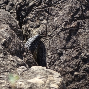 Egernia cunninghami at Paddys River, ACT - 9 Apr 2019