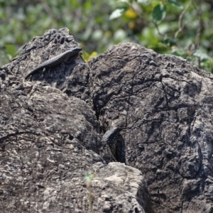 Egernia cunninghami at Paddys River, ACT - 9 Apr 2019