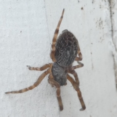 Badumna longinqua (Grey House Spider) at Undefined, NSW - 24 Mar 2019 by HarveyPerkins