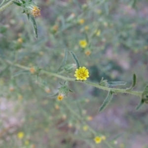 Dittrichia graveolens at Paddys River, ACT - 9 Apr 2019 03:23 PM