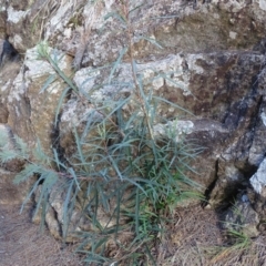 Lomatia myricoides (River Lomatia) at Cotter Reserve - 9 Apr 2019 by Mike