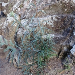 Lomatia myricoides at Paddys River, ACT - 9 Apr 2019